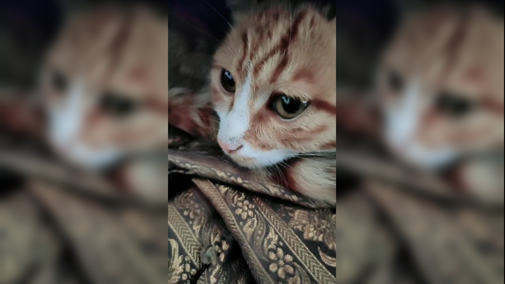 一只萌萌的网红猫