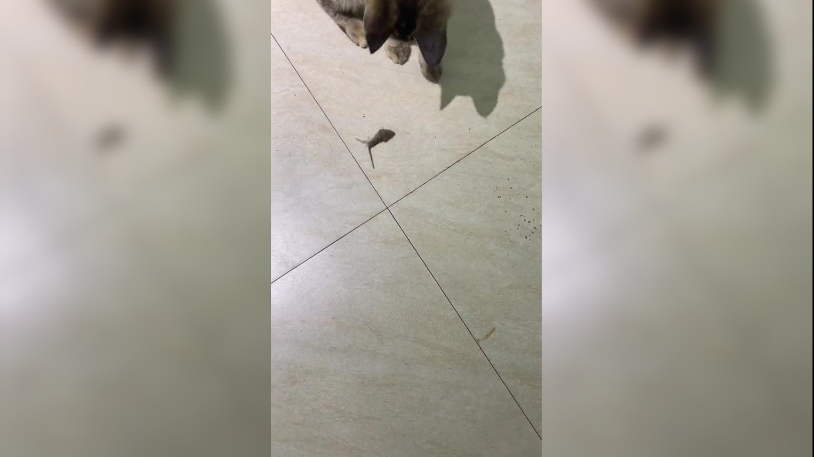 喵星人狼狈逃走?原因让你意想不到!