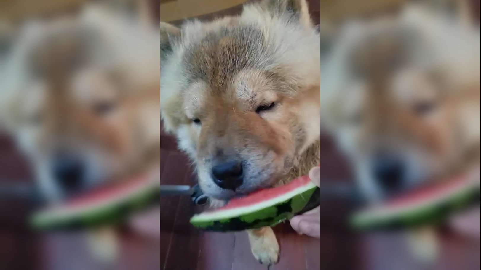 球球刨西瓜,这西瓜吃的也太干净了吧