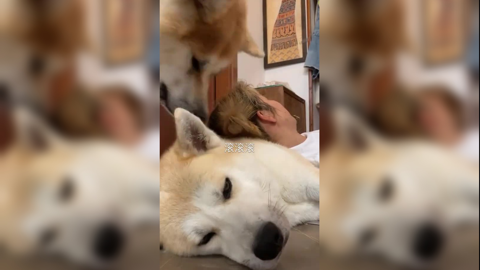 两条狗子争妈妈,醋坛子啊!酸啊!酸死个狗啊!