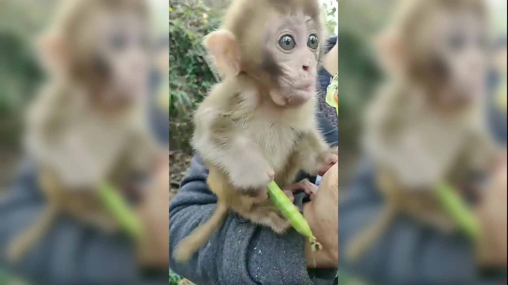 代理满足软萌的熊猫福宝慢慢地向你爬过来啦67