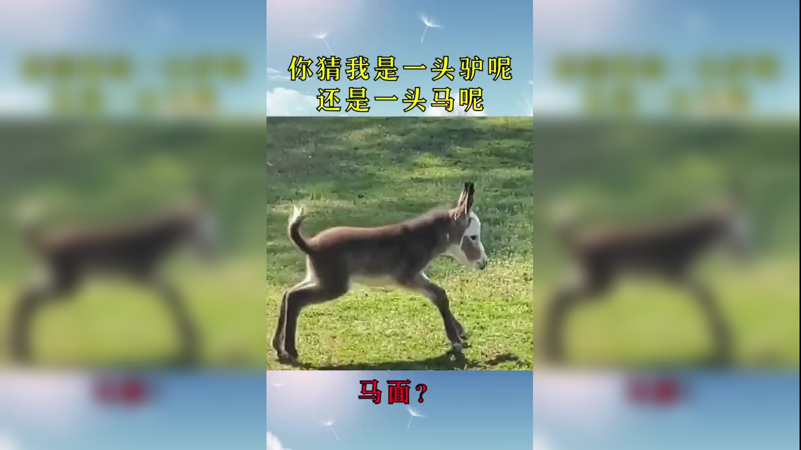 一只驴叫是烦人,一群驴叫那就是不能忍.这声音适合当闹铃