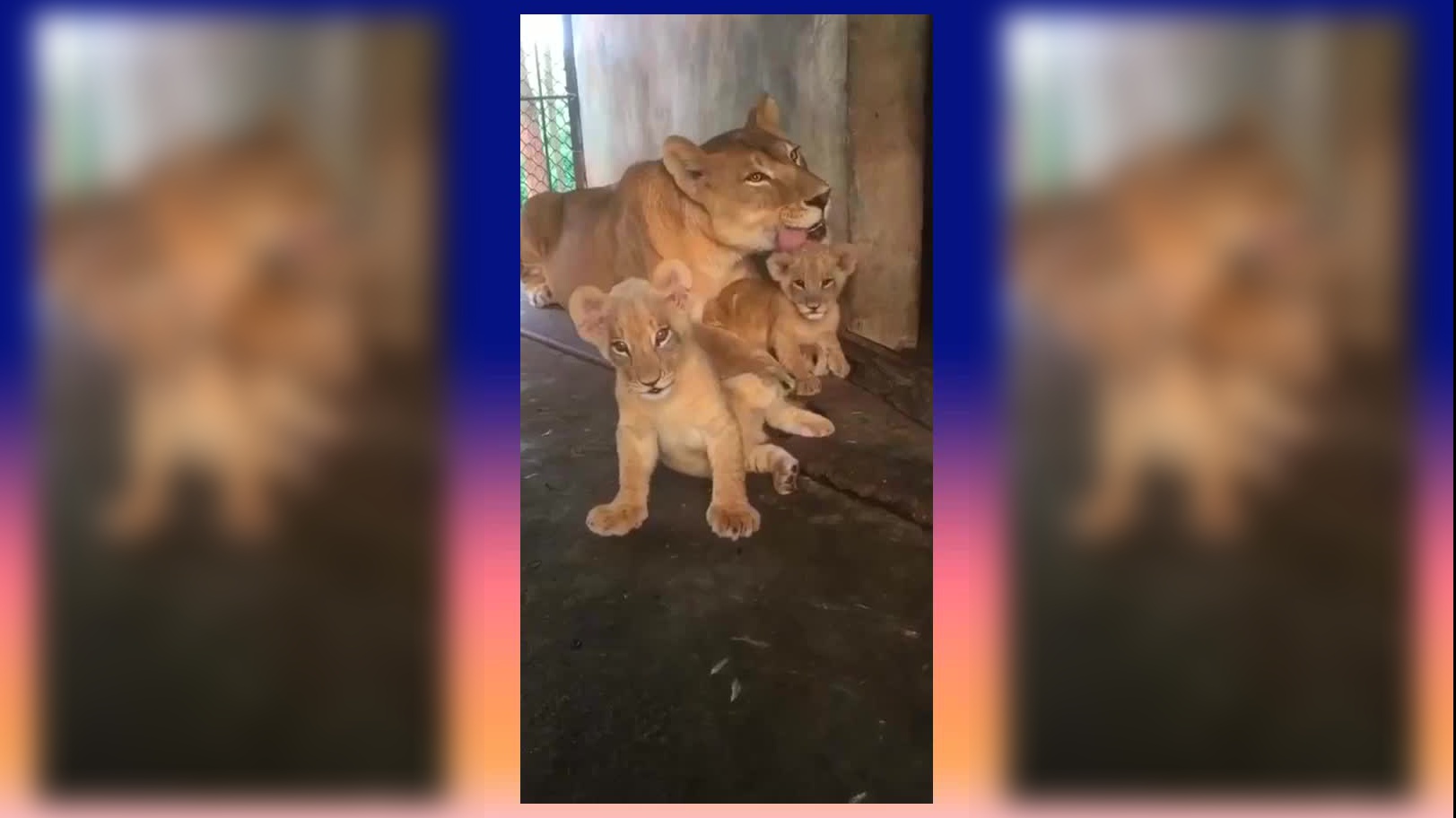 狮子追杀疣猪,不料遇上个"硬茬",狮子只能狼狈而逃!