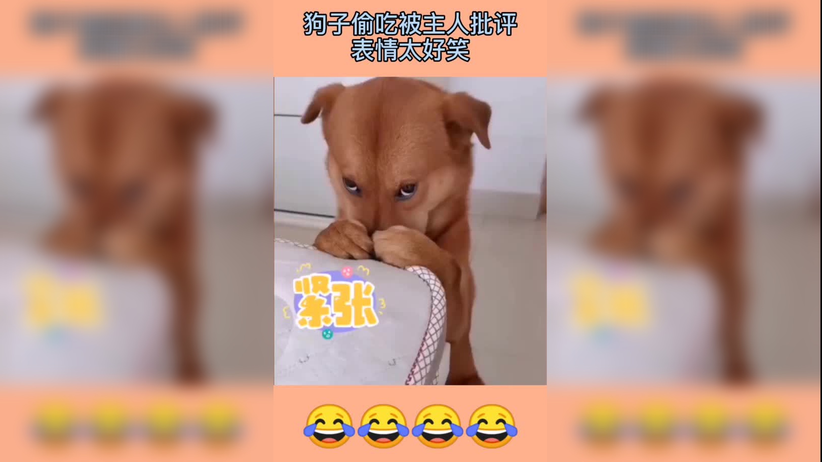 狗狗正在看鬼片,主人却伸出一双手,接下来忍住别笑!