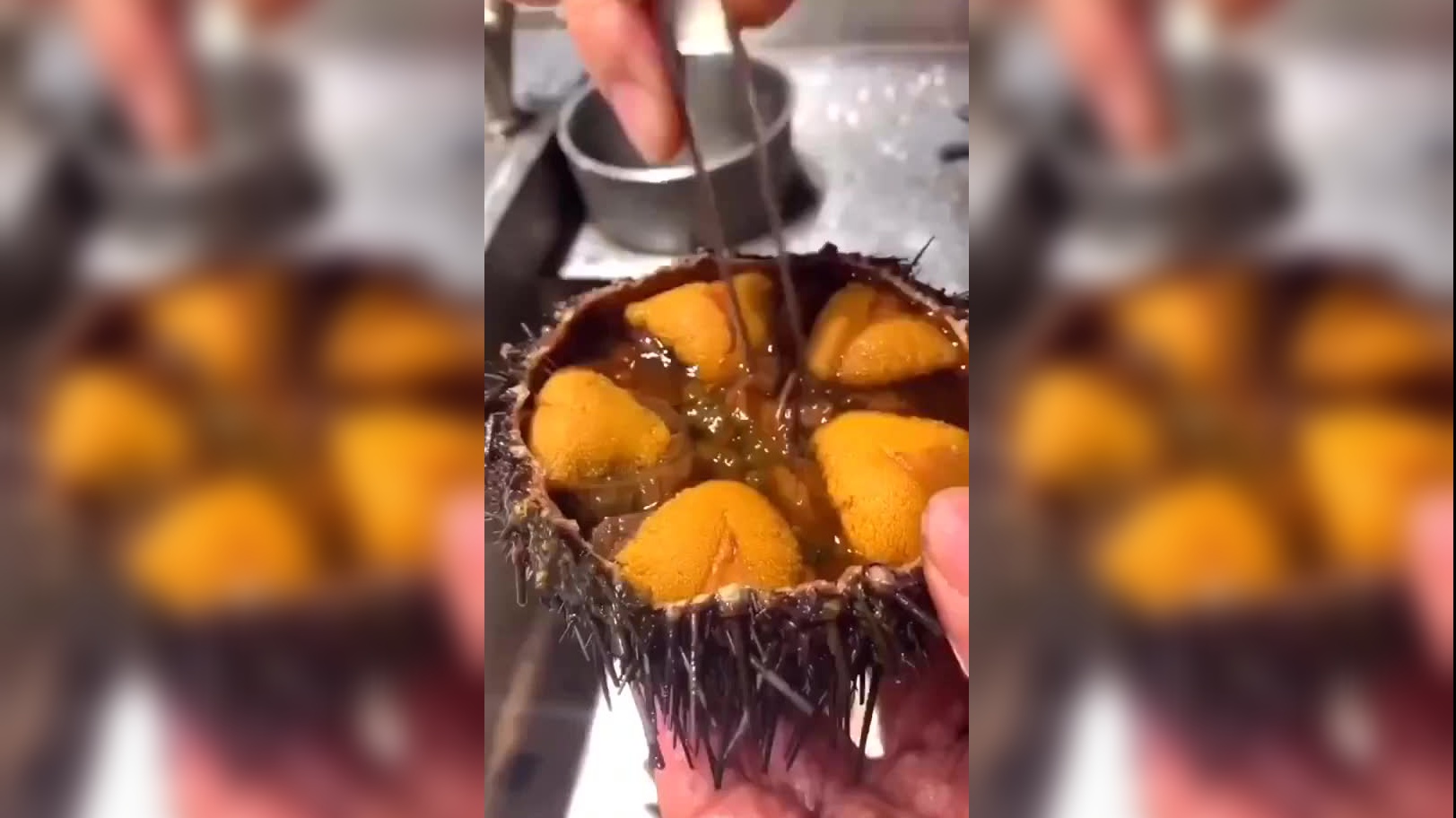 果然视频|海胆现捞现吃!壹粉踏浪寻"鲜",直呼太美味