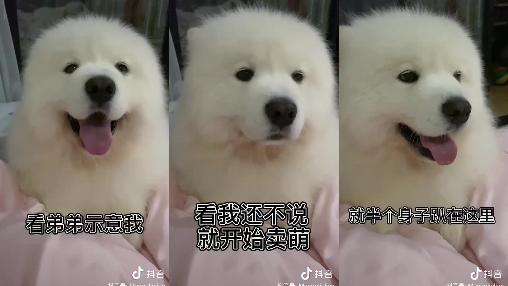 本颜狗这次磕拉了呀!