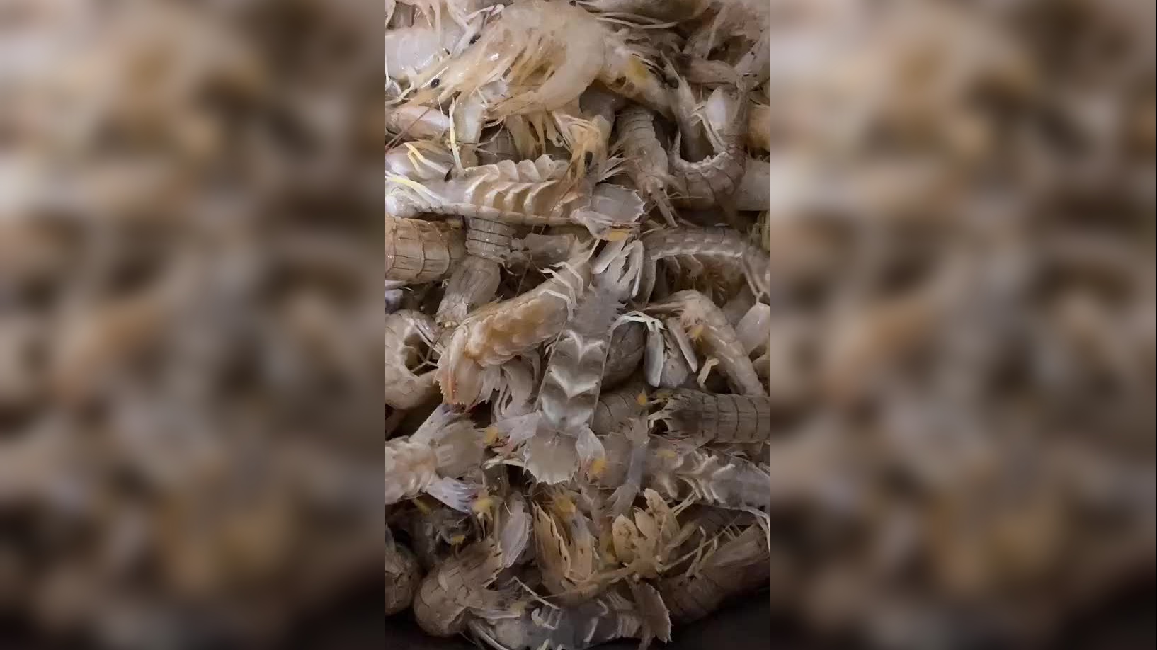 看日本人怎么吃皮皮虾,真是太精细了,虾脚里的肉都不放过