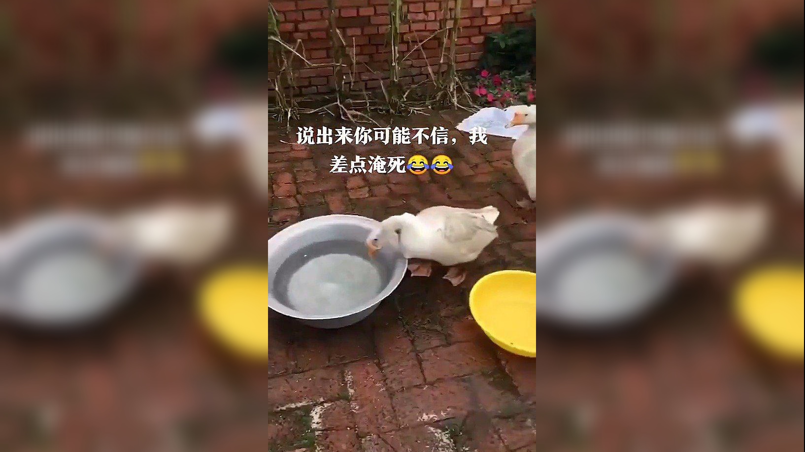 猫咪抓鸭子,抓几只,抓4只,抓来干嘛?养大了嘎嘎嘎嘎!