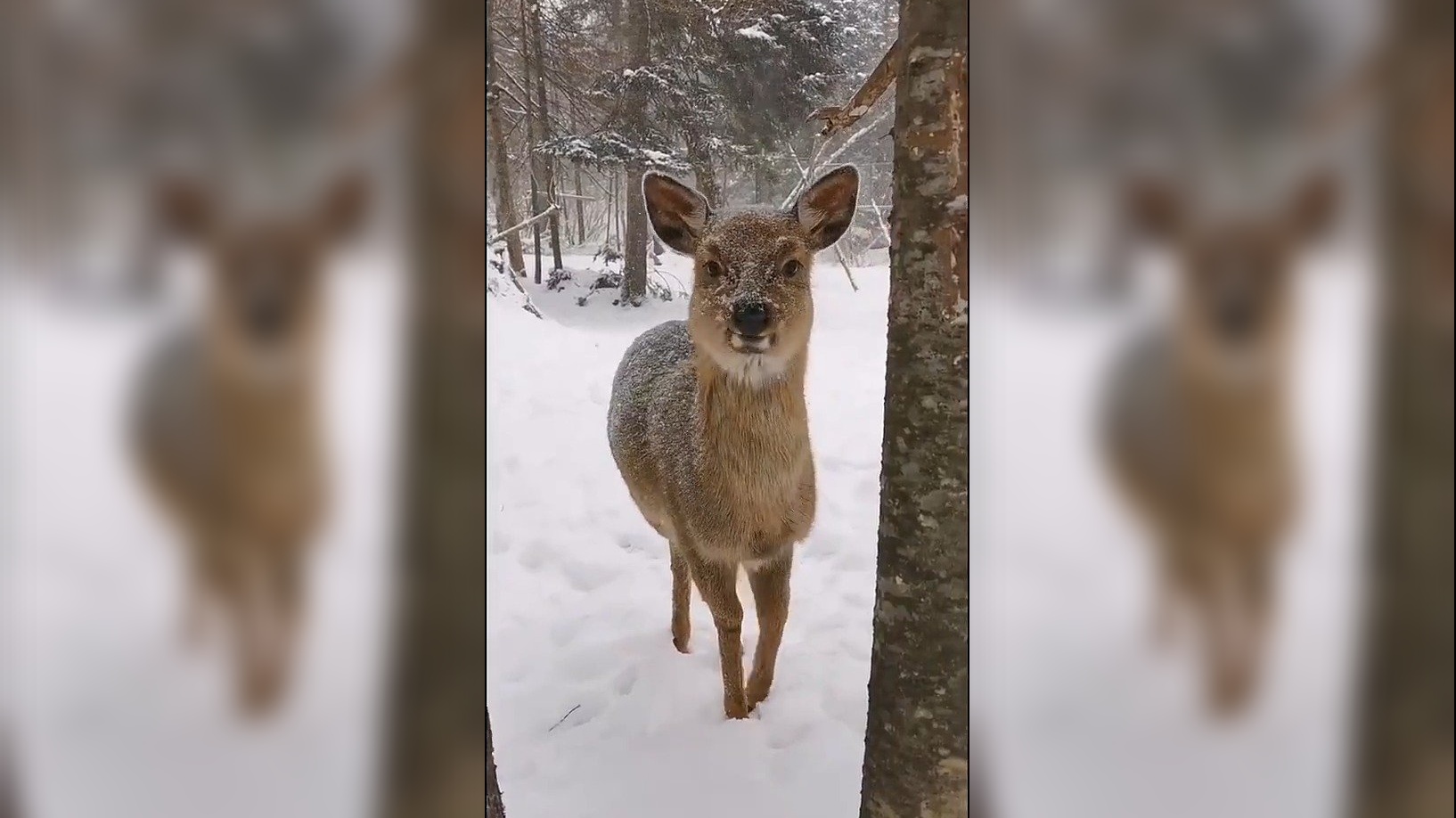 敢跟东北马家斗法