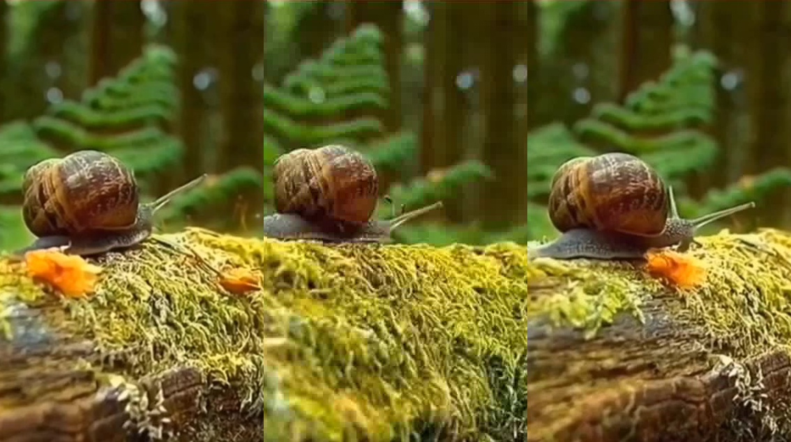 吃蜗牛的萤火虫