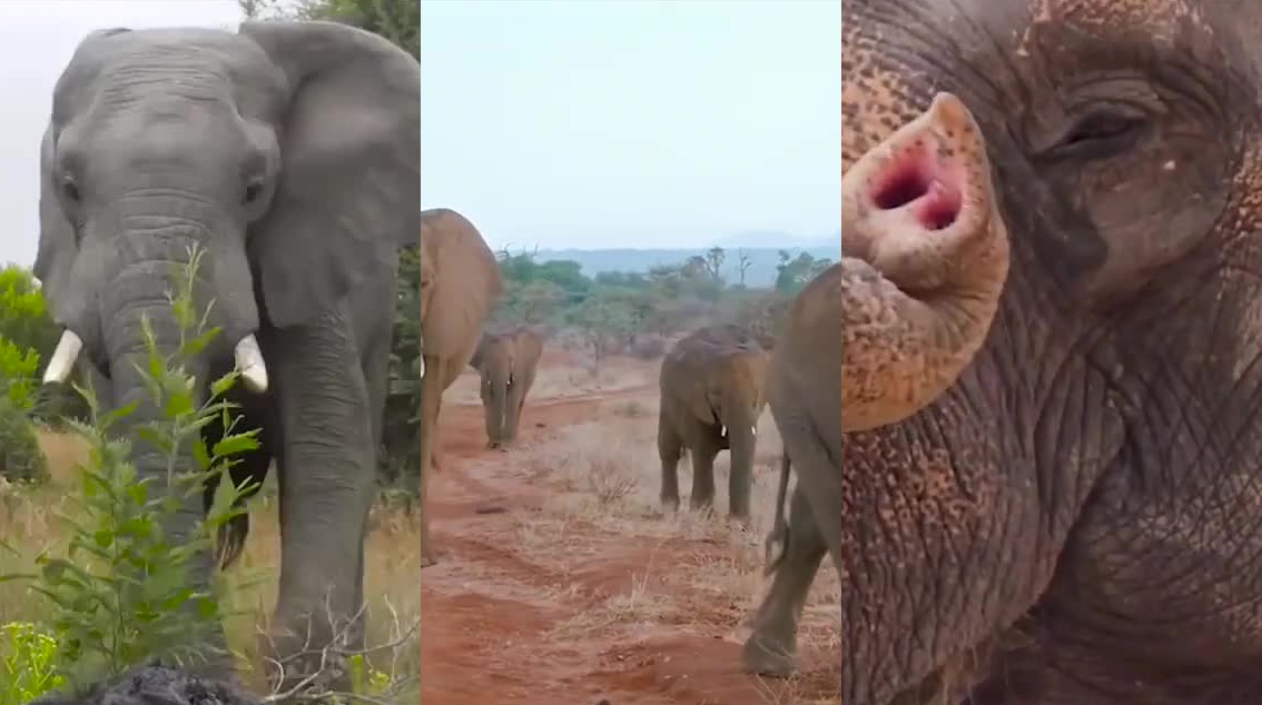 大叔按喇叭激怒大象!接下来大叔可就惨了,最后简直欲哭无泪