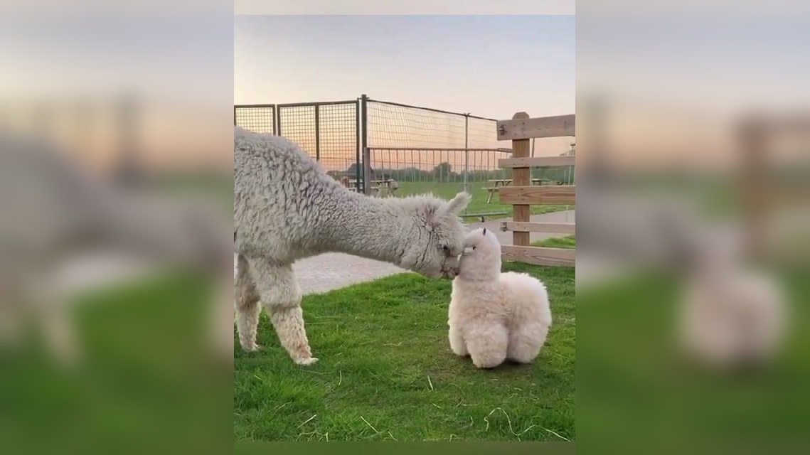 熊孩子对羊驼示好,不料羊驼一口唾沫喷过去,终究是错付了