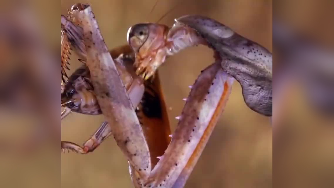 蜥蜴对战螳螂,被螳螂吃掉了头 说的什么大概翻一下