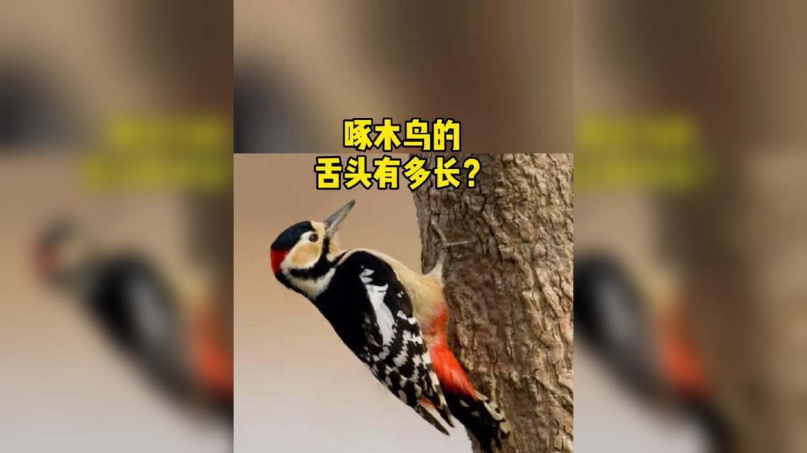 啄木鸟的舌头有多长?长到你怀疑人生