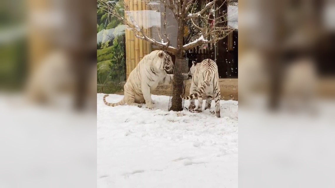 猫咪自从和老虎见过面,走路姿势都变了