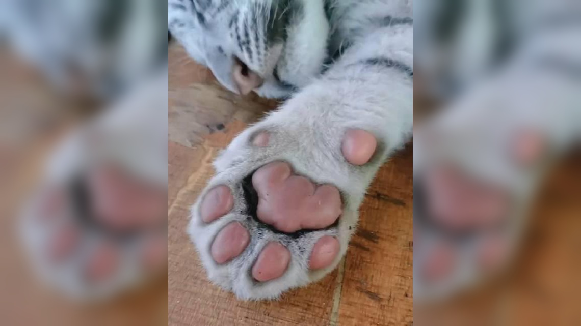 想不想摸摸老虎的肉垫?