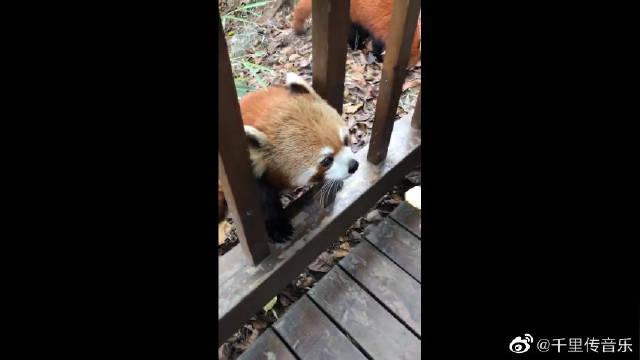 一只又乖又萌的小熊猫,骑木马的动作太可爱啦,爱了爱了