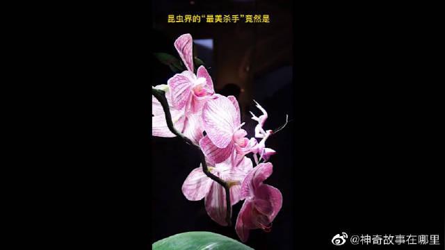 到燕沙"万物皆美"展 观昆虫百态