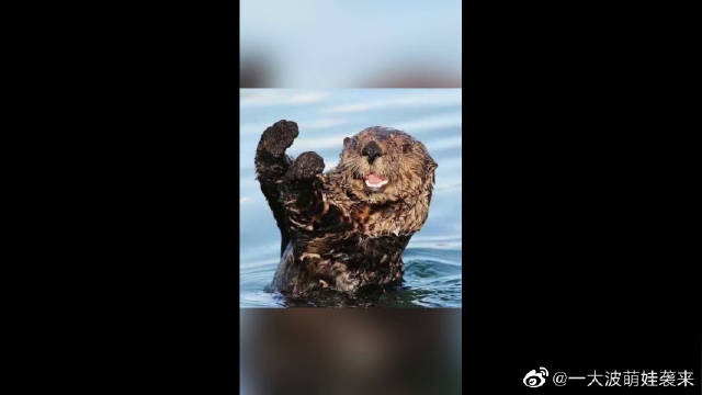 海獭妈妈搓脸结果把宝宝给搓掉了,赶紧双手捞起来,可爱啊