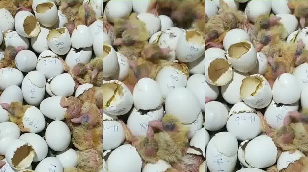 央视主播评"熟蛋返生孵小鸡":侮辱性极强,伤害性更大_手机新浪网