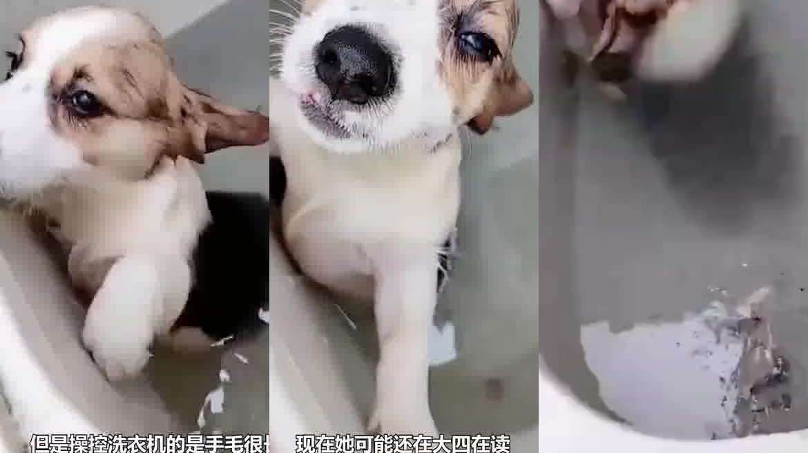 商丘学院回应疑似学生虐狗:已报警,暂不确定是否为本校学生