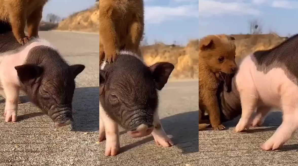 长这么大,狗狗骑猪我还是第一次见