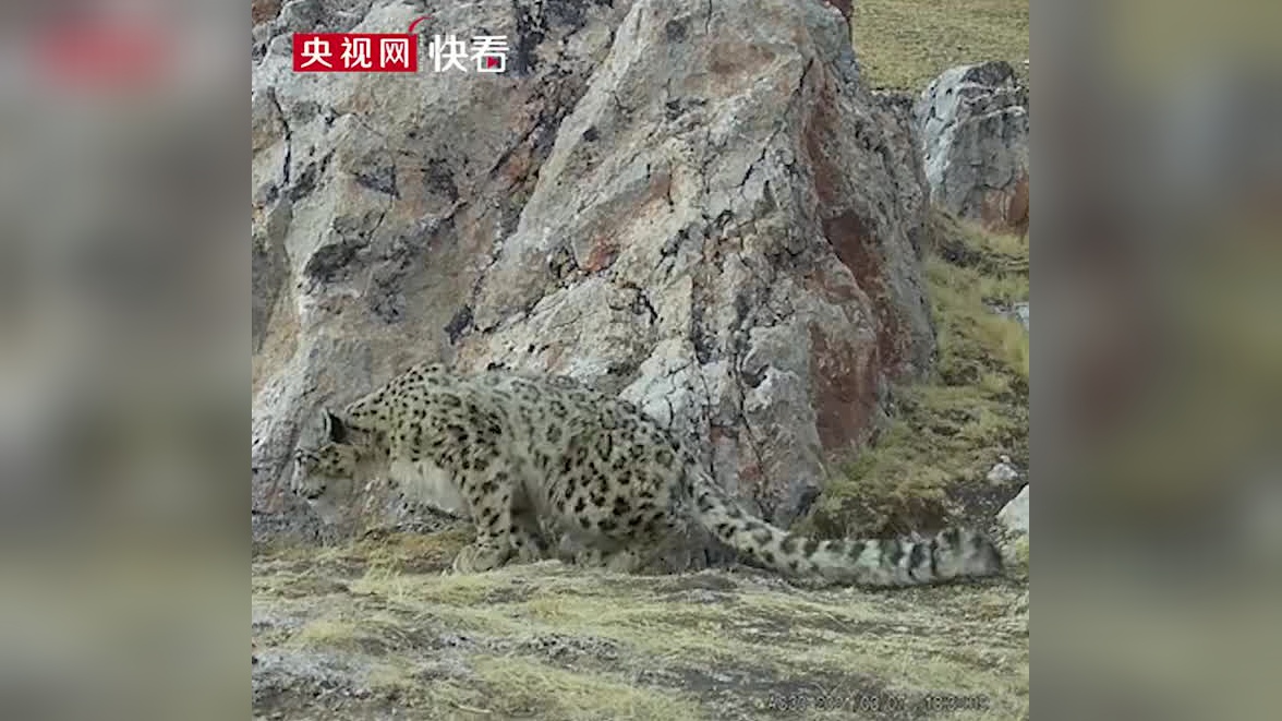 雪豹视频app官方版下载安装_无广告免费追剧软件 雪豹视频app官方版下载安装_无广告免费追剧软件（雪豹视频大全） 磁力资讯