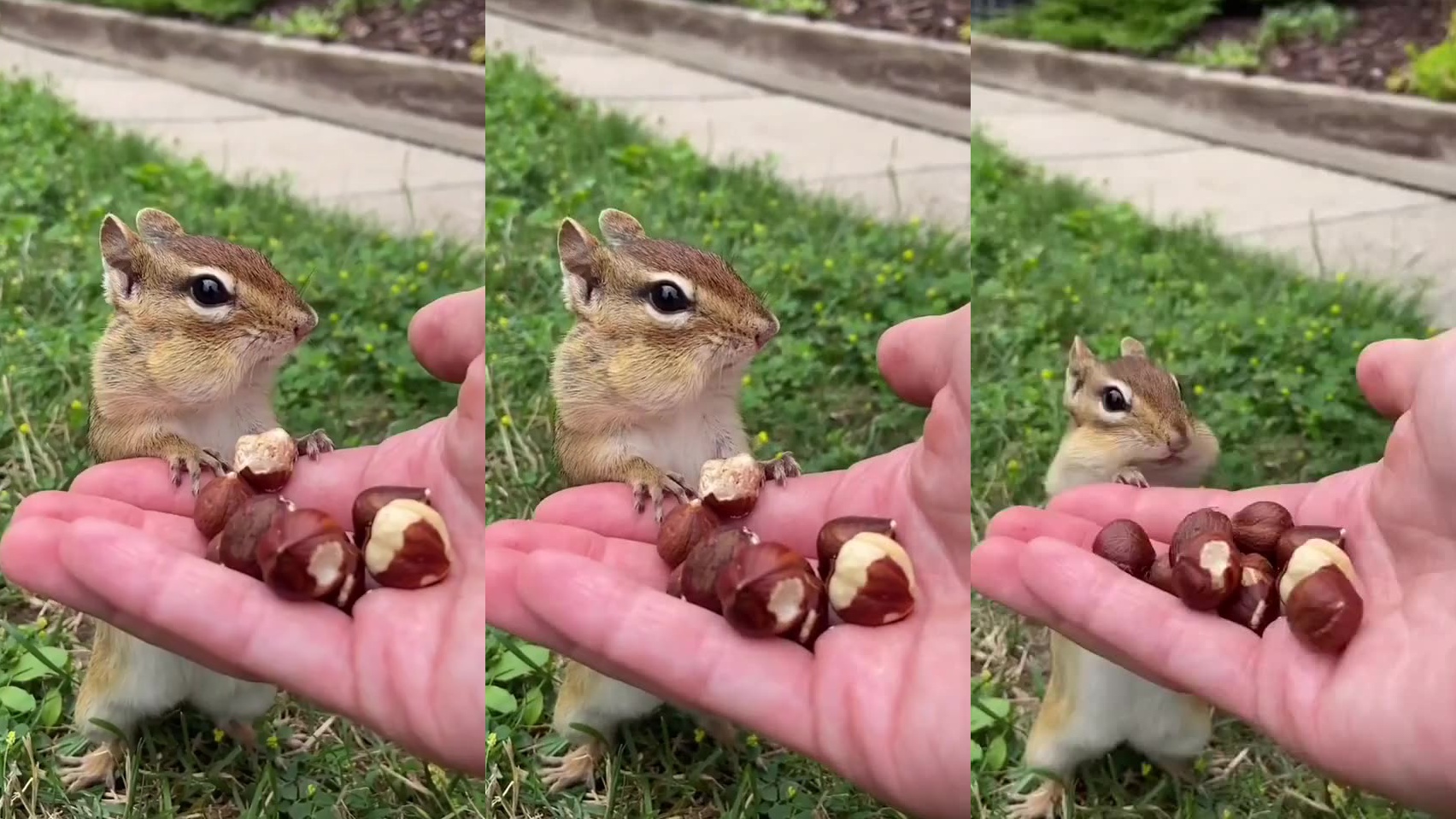 女子野外遇到小松鼠,忍不住上去握手,松鼠的反应太逗