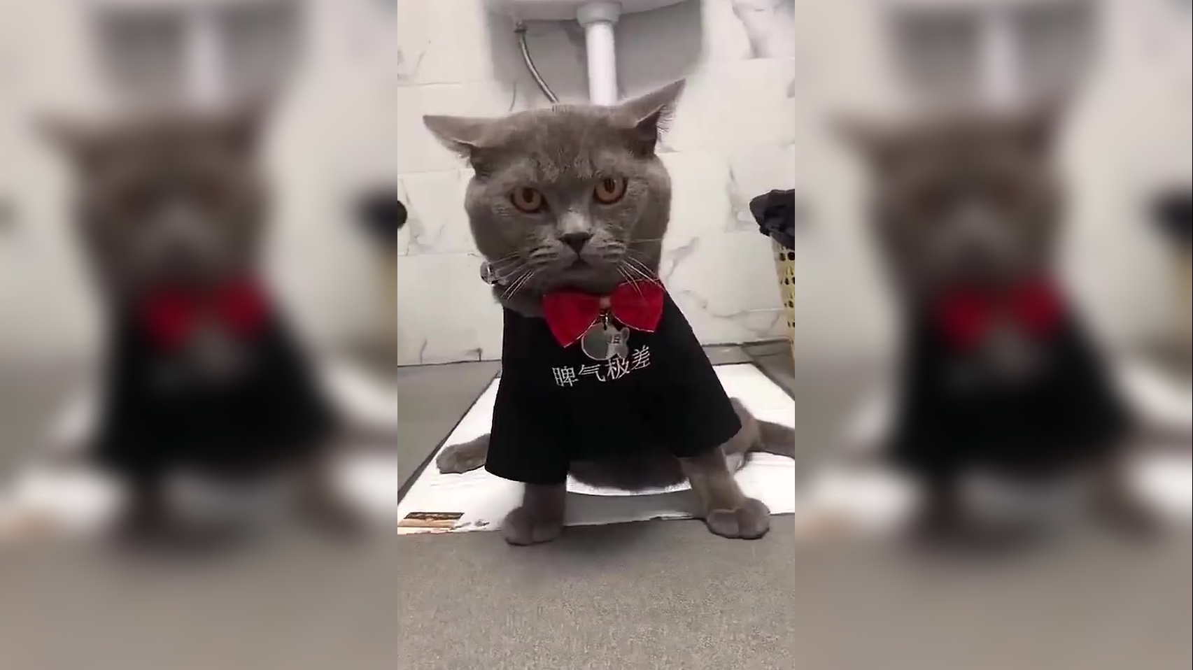 狸花猫:老鼠扛刀,满街找猫.这个世界真疯狂,老鼠混的比猫强