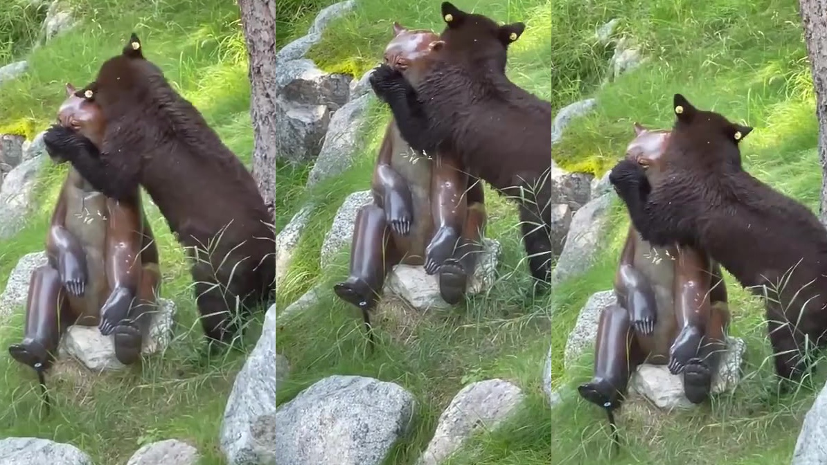 冰河时代,短面熊称霸北美大陆,连猛犸象都是它的猎物