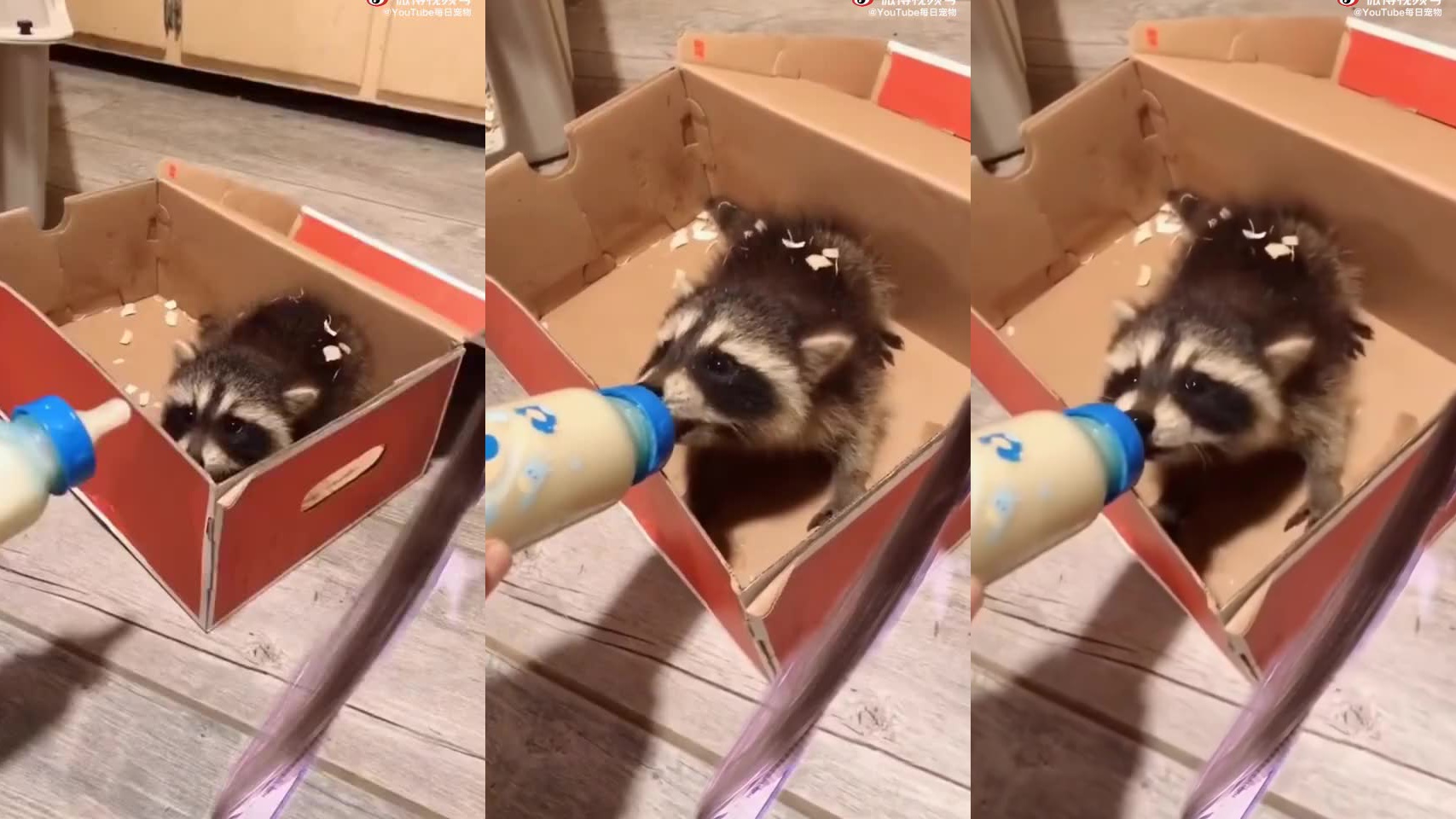 小浣熊为抢到食物,使出绝招,举手卖萌求关注!