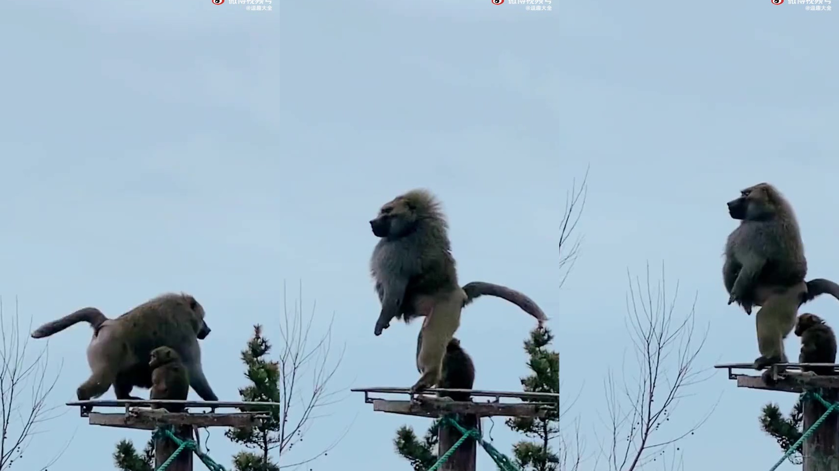 西游记果真没有骗我,猴子是单用两只脚走路的