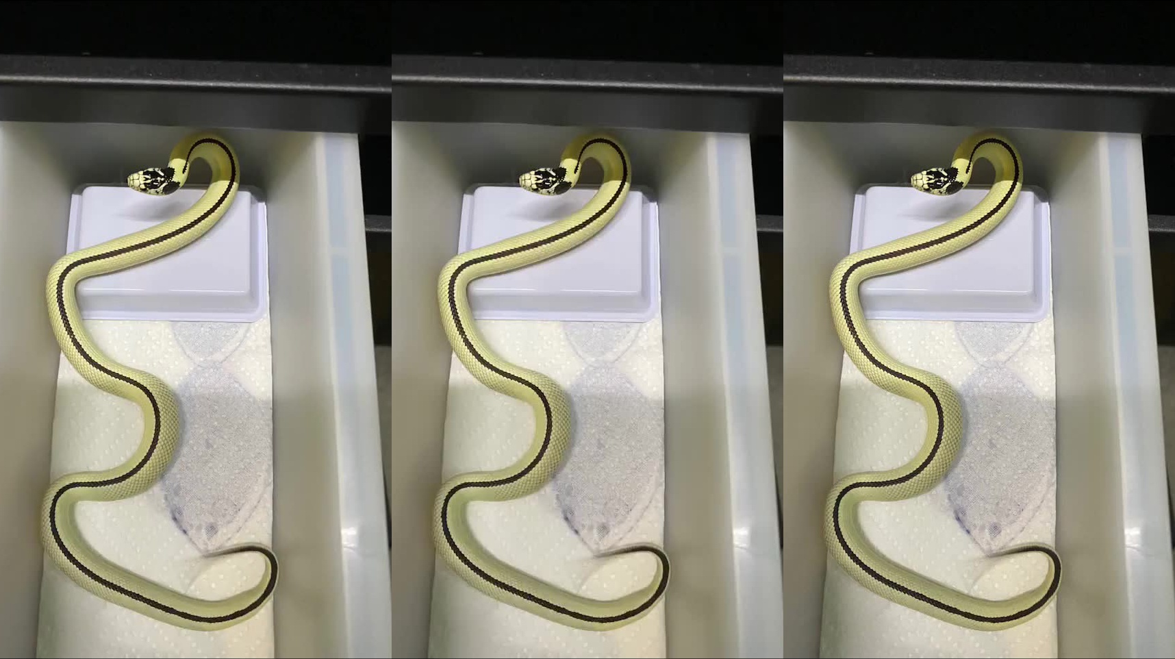 品种:加州王蛇,基因:高皇反直