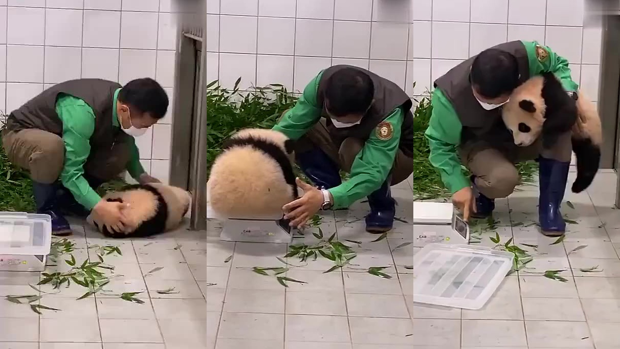 原来熊猫是有尾巴的,这看着也不短啊,怎么长着长着就没了呢