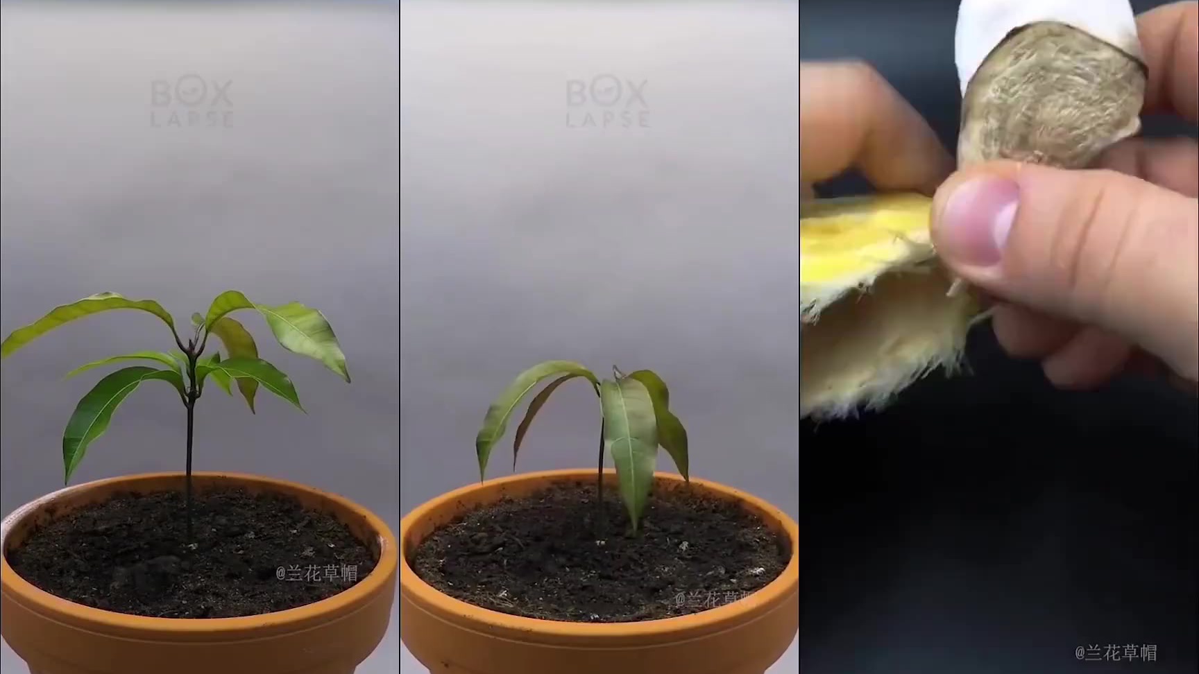 芒果苗的生长过程图片