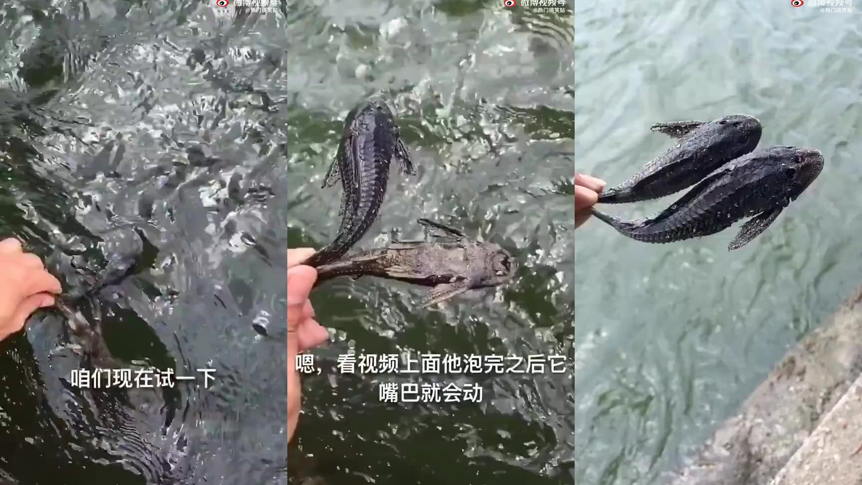 把食人鱼饿7天,丢进去条清道夫会怎样?结局太诧异了!