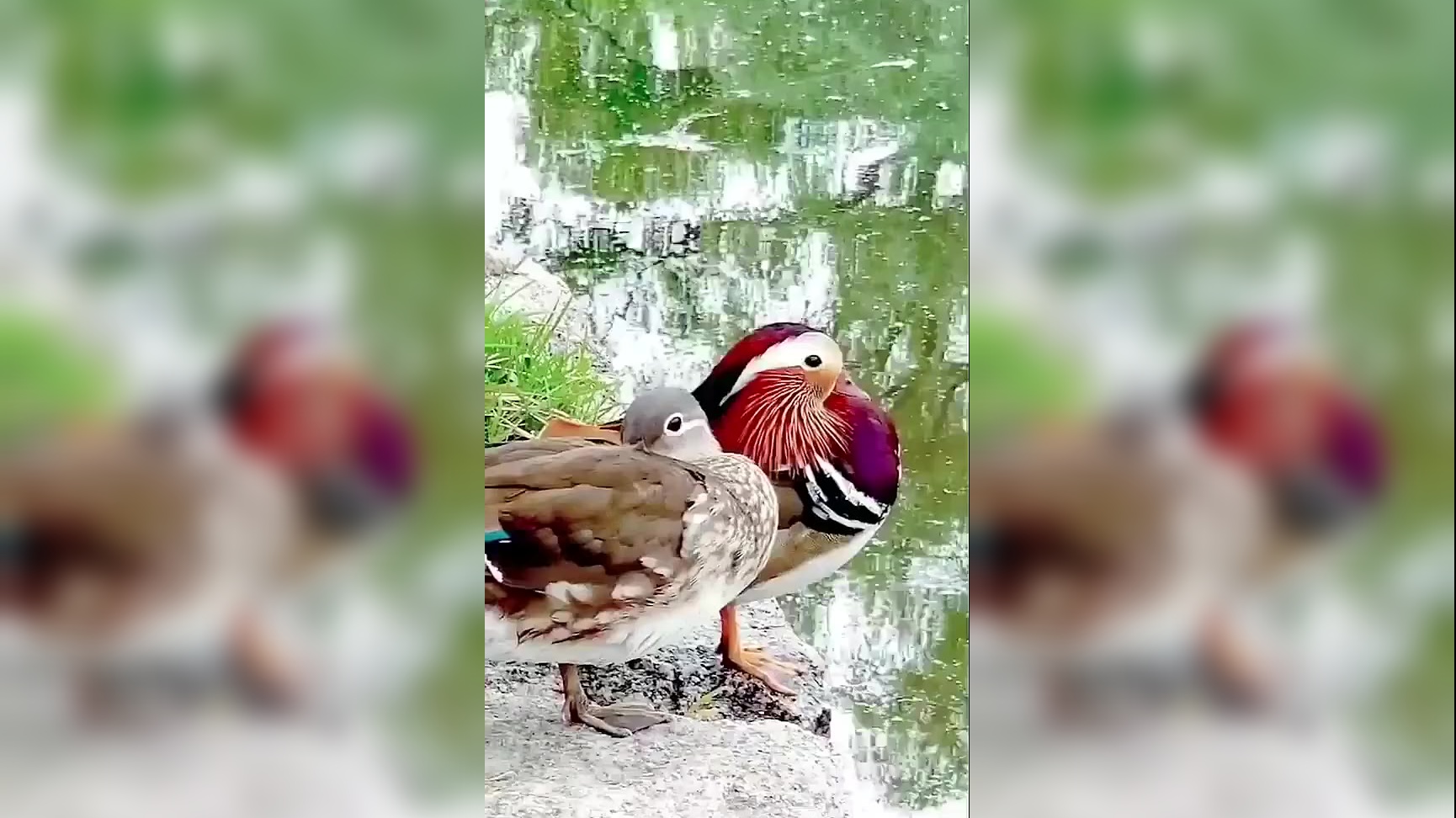 错点鸳鸯戏点鸳鸯: 爱上你就从这一刻开始!