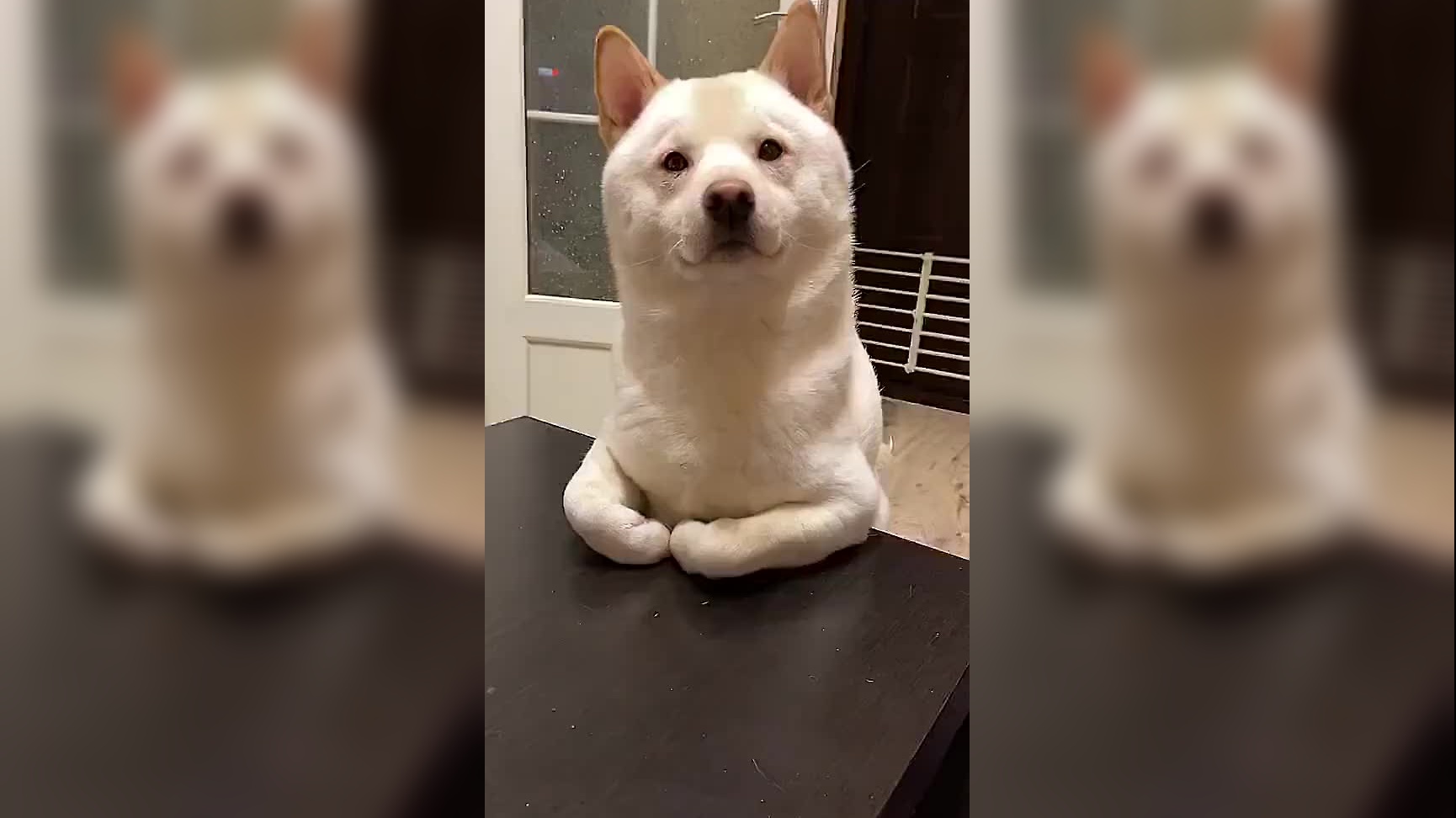 粑粑在逗猫猫玩,最后跑向粑粑那边,不玩了