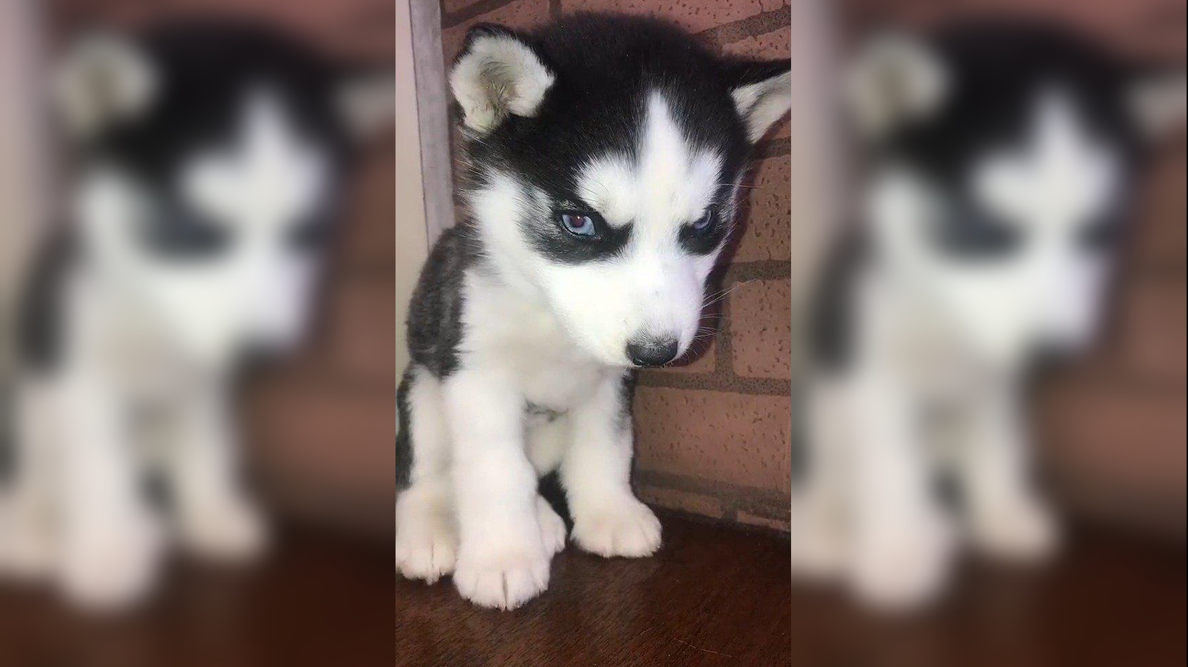 最会撒娇卖萌的二哈,猫咪不跟它玩,它就去跟主人撒娇打小报告!