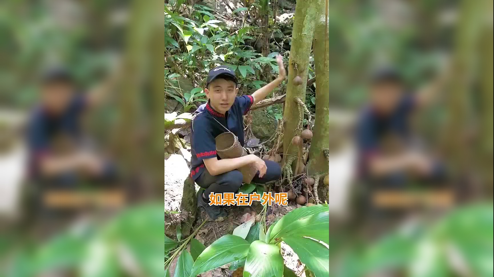 无花果苗批发