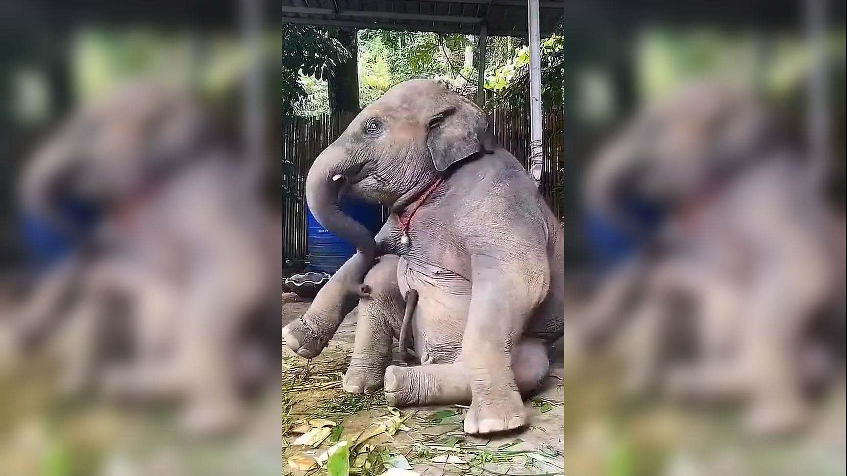 一只自娱自乐的大象,竟然跟个人似的