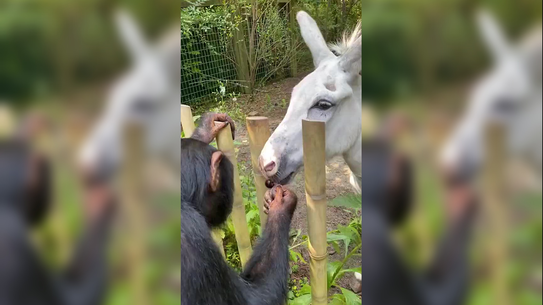(摸摸头)猩猩把马当宠物了