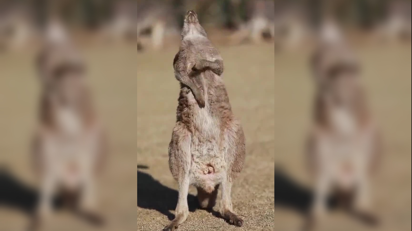 这就是街舞:黄子稻太逗了,把袋鼠拉入了进退两难的地步