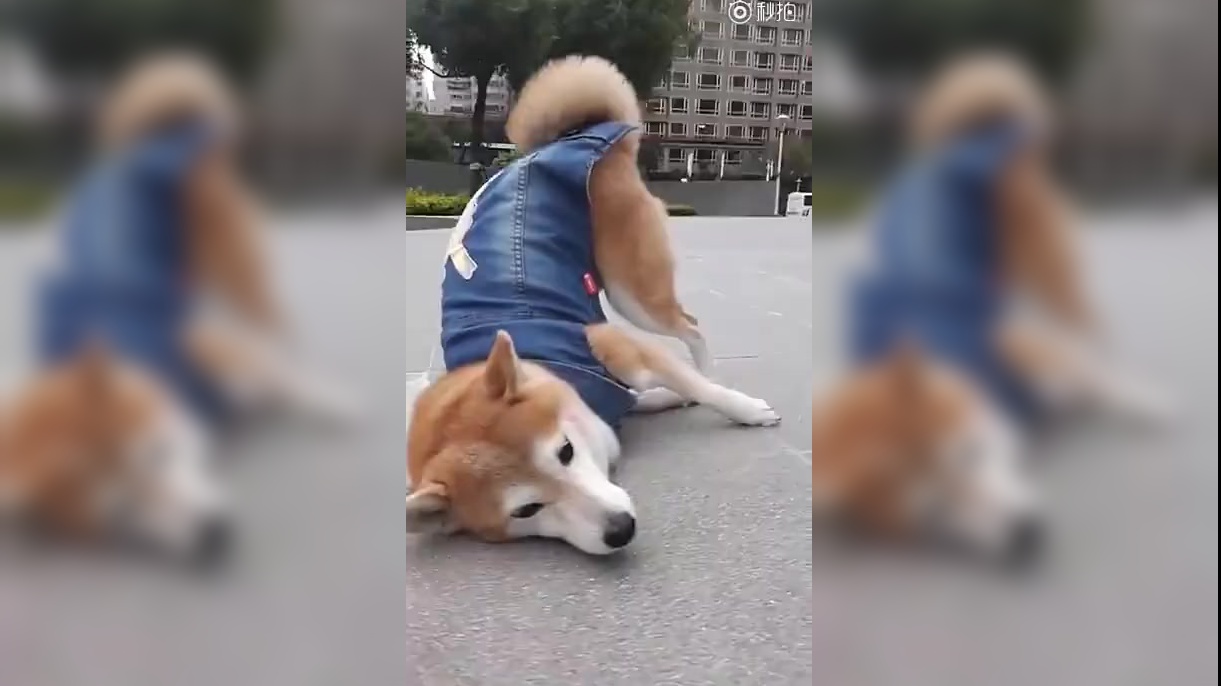 主人牵柴犬出门遛弯,回头一看哭笑不得,真是太逗了