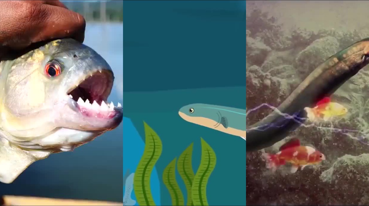 男子将食人鱼和小龙虾饿几天,然后放在一起,镜头拍下全过程