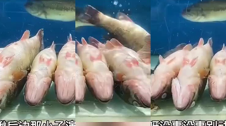 搞笑配音:桥边姑娘-改编(曾经姑娘),爱上了就要地久天长