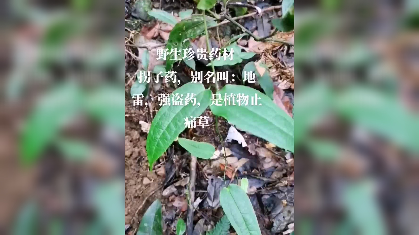 大山里的原生态野生药材拐子药