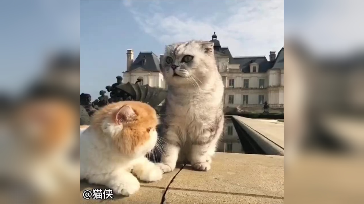 最近被这音乐洗脑了必须给猪哥安排一下