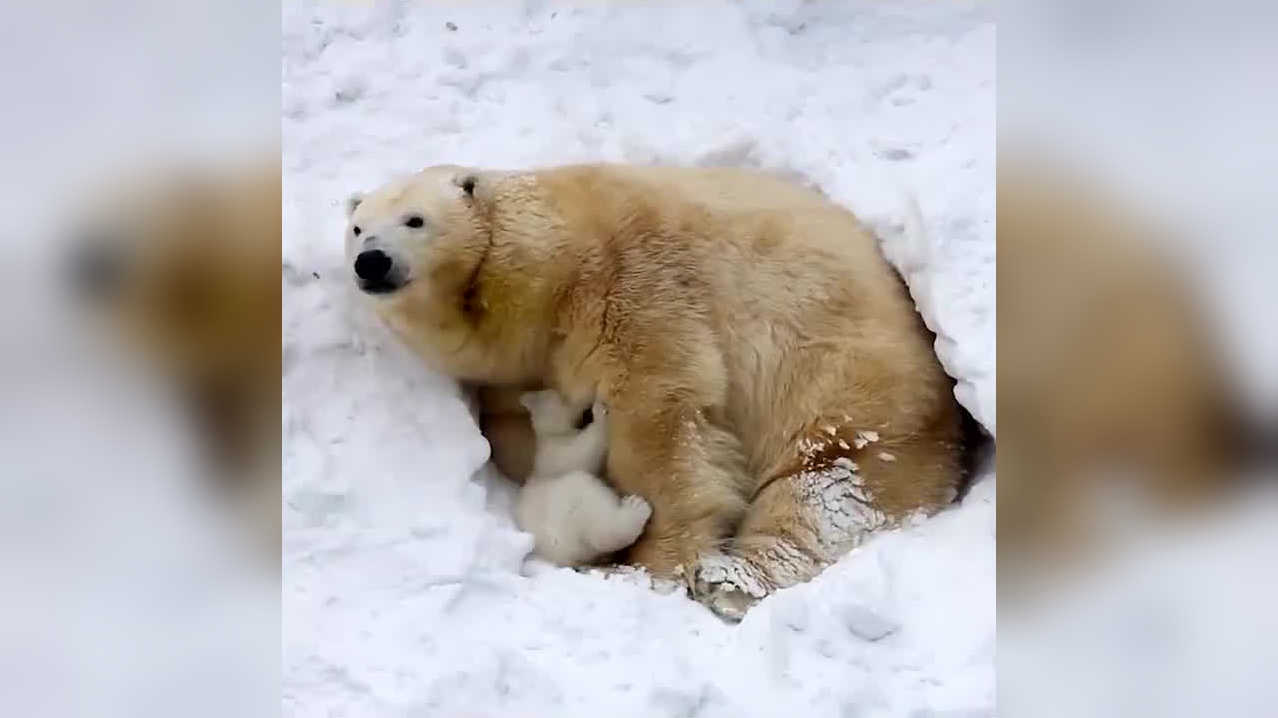 北极熊在水里放屁,这"生化武器"来的太突然,镜头拍下全过程