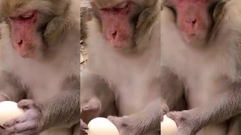 猴子第一次吃蛋,看着就着急